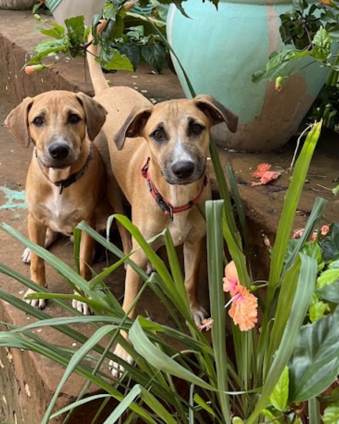 Villaens to hunde