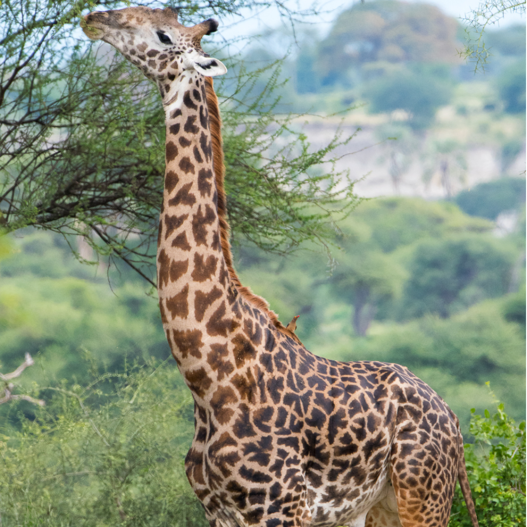 sabbatår-med-safari