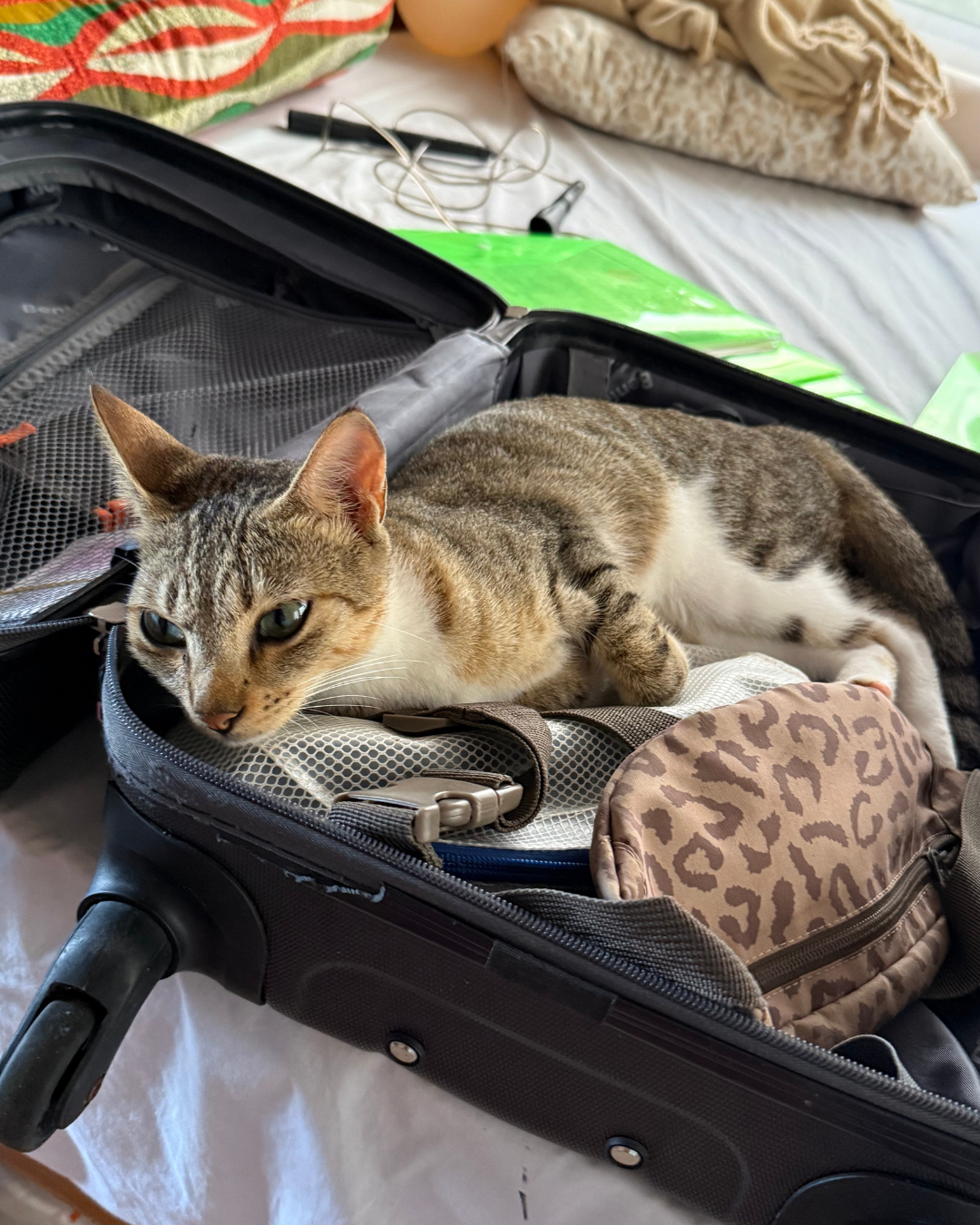 Luna villaens kat